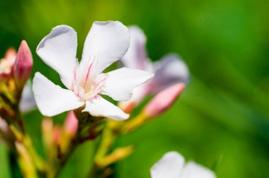 Güneşli yaz gününde bahçede büyüyen güzel, parlak çiçekler.