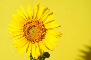 Sarı arkaplanda ayçiçeğinin yakın plan fotoğrafı.