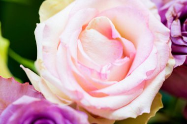 Güzel narin güller. yakın çekim görünümü