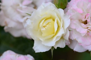 Bahçedeki güzel, yumuşak güller, yakın.