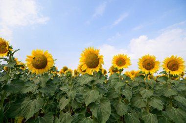 Açık havada yetişen güzel ayçiçekleri, yaz konsepti, yakın manzara  