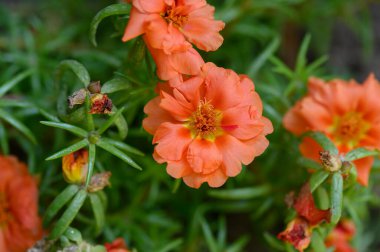 Güneşli yaz gününde bahçede büyüyen güzel, parlak çiçekler.