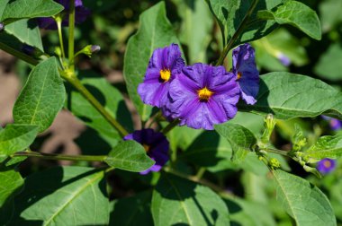 Güneşli yaz gününde bahçede büyüyen güzel, parlak çiçekler.