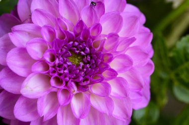 Bahçede güzel yıldız çiçekleri