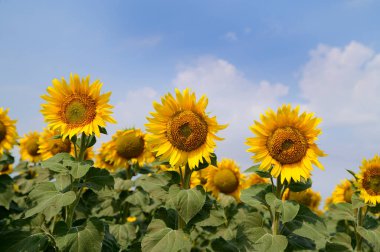 Açık havada yetişen güzel ayçiçekleri, yaz konsepti, yakın manzara  