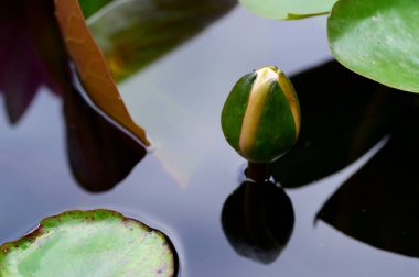 Güzel çiçek açan nilüfer çiçekleri yaz günü gölette büyür. 