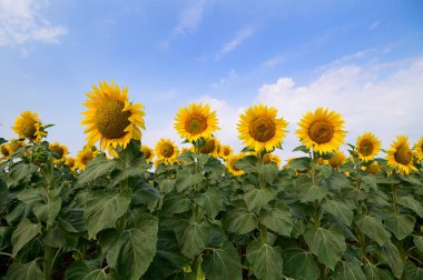Açık havada yetişen güzel ayçiçekleri, yaz konsepti, yakın manzara  