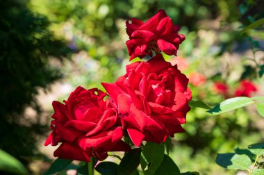 Bahçede çiçek açan güzel çiçeklere yakın çekim