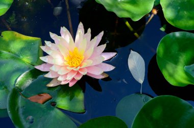 Güzel çiçek açan nilüfer çiçekleri yaz günü gölette büyür. 