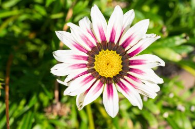 Güneşli yaz gününde bahçede büyüyen güzel, parlak çiçek.