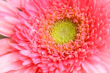 Güzel Gerbera çiçeği, yakın görüş.