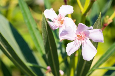 Güneşli yaz gününde bahçede büyüyen güzel, parlak çiçekler.