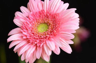 Güzel Gerbera çiçeği, yakın görüş.