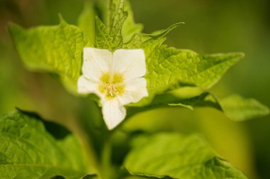 Güneşli yaz gününde bahçede büyüyen güzel, parlak çiçek.