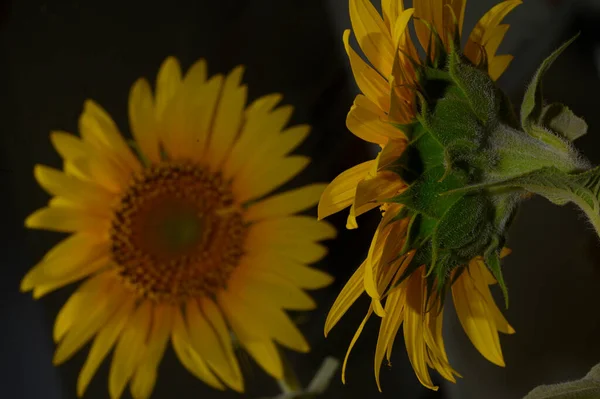 Schöne Gelbe Sonnenblume Mit Reflexion Auf Dunklem Hintergrund — Stockfoto