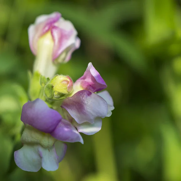 Belas Flores Brilhantes Crescendo Jardim Dia Ensolarado Verão — Fotografia de Stock