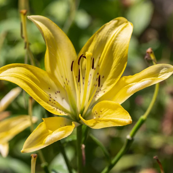 Gros Plan Une Belle Fleur Lys — Photo