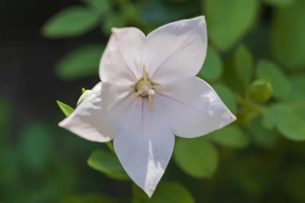 Mooie Heldere Bloem Groeien Tuin Zomer Zonnige Dag — Stockfoto