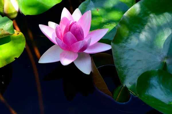 Beautiful Blooming Lotus Growing Pond Summer Day — Stock Photo, Image