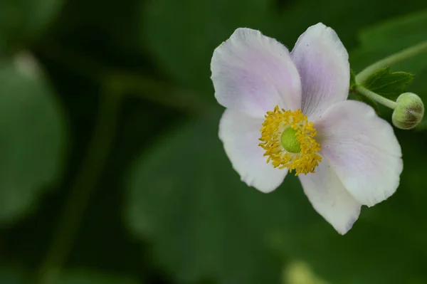 Bela Flor Brilhante Crescendo Jardim Verão Dia Ensolarado — Fotografia de Stock