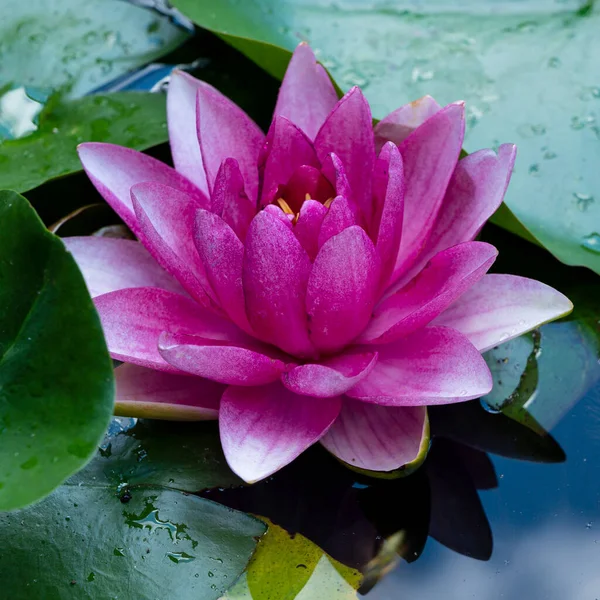 Bela Flor Lótus Crescendo Lagoa Dia Verão — Fotografia de Stock