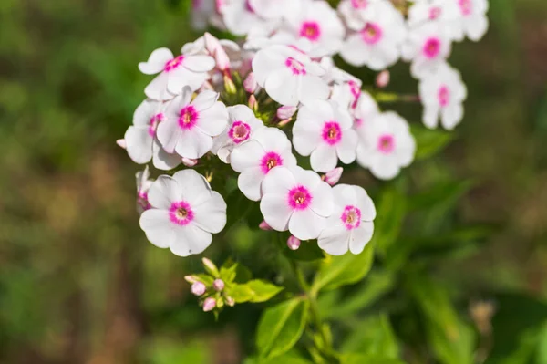 Vackra Ljusa Blommor Xer Trã Dgã Rden Sommaren Solig Dag — Stockfoto