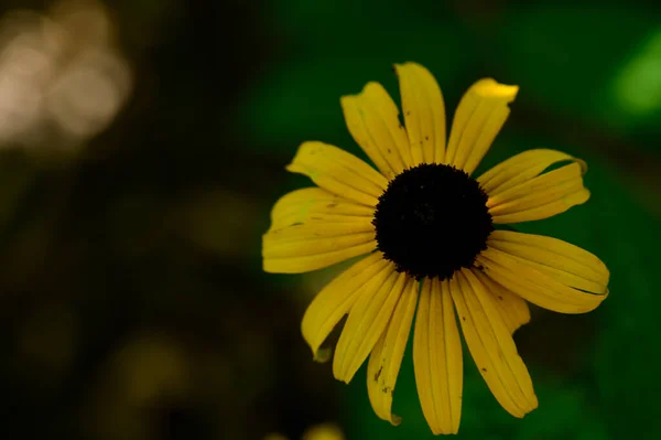 Hermosa Flor Brillante Creciendo Jardín Verano Día Soleado — Foto de Stock