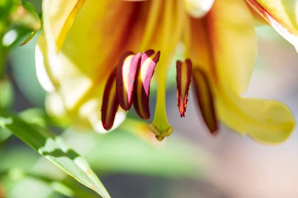 Close Tiro Uma Bela Flor Lírio — Fotografia de Stock