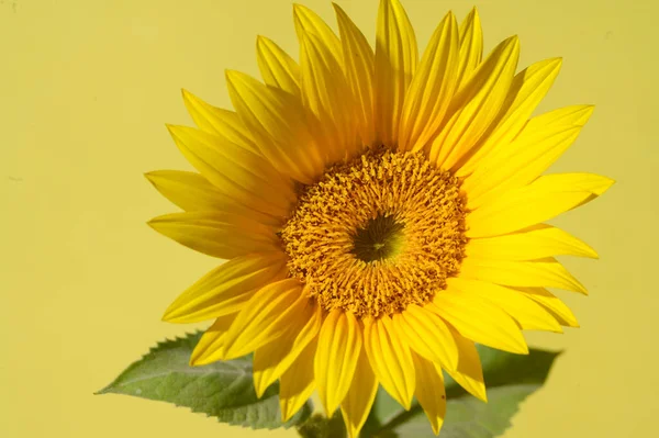 Close Foto Van Zonnebloem Gele Achtergrond — Stockfoto