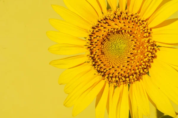 Close Foto Van Zonnebloem Gele Achtergrond — Stockfoto