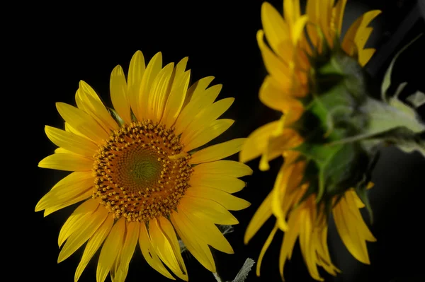 Beau Tournesol Jaune Avec Réflexion Sur Fond Sombre — Photo