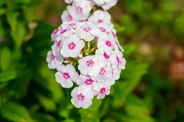 夏の晴れた日に庭で育つ美しい明るい花 — ストック写真