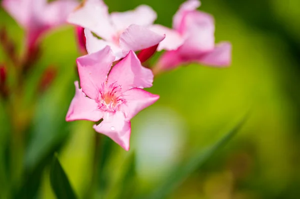 Belas Flores Brilhantes Crescendo Jardim Dia Ensolarado Verão — Fotografia de Stock