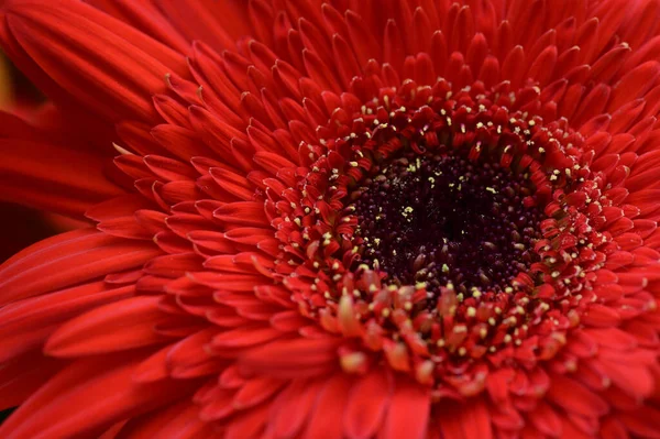 Красивый Цветок Герберы Крупный План — стоковое фото