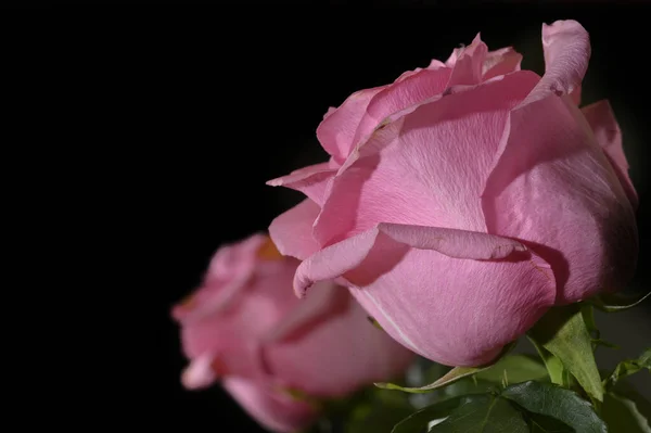 有倒影的粉红色玫瑰花的特写 — 图库照片