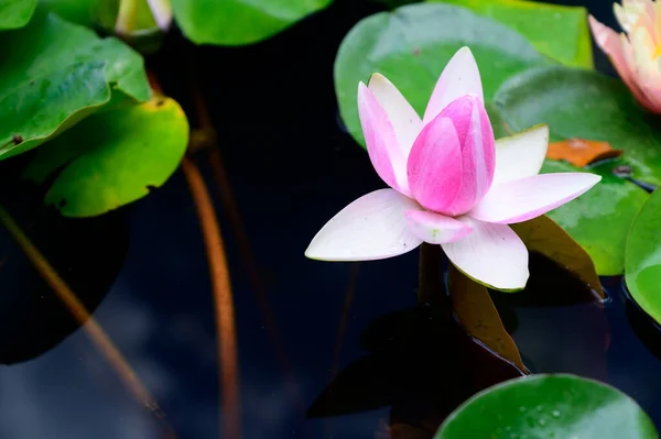 Bela Flor Lótus Crescendo Lagoa Dia Verão — Fotografia de Stock