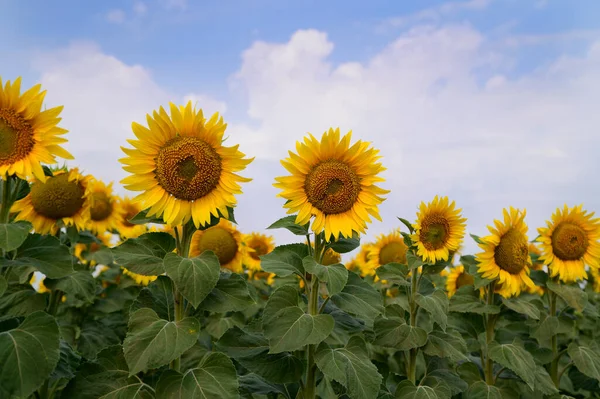 Beautiful Sunflowers Growing Outdoor Summer Concept Close View — Stock Photo, Image