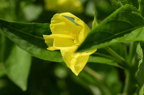 夏の晴れた日に庭で育つ美しい明るい花 — ストック写真