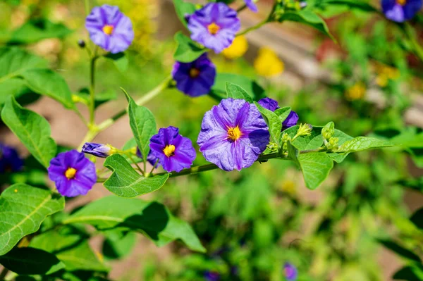 Belas Flores Brilhantes Crescendo Jardim Dia Ensolarado Verão — Fotografia de Stock