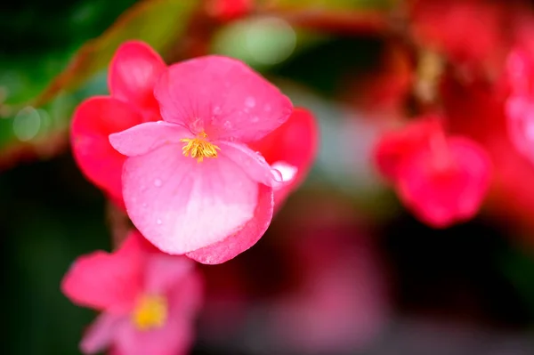 夏の晴れた日に庭で育つ美しい明るい花 — ストック写真