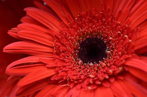 美しいガーベラの花を間近で見ることができます — ストック写真