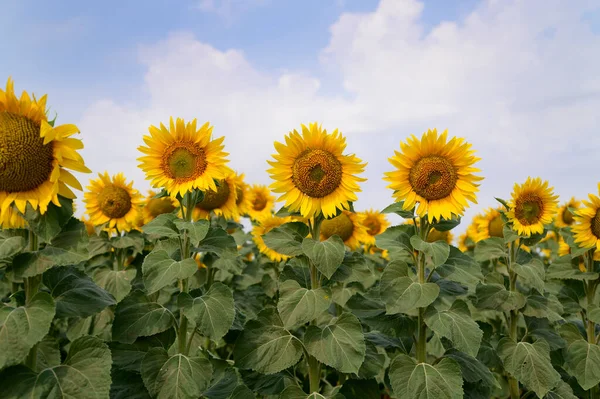 Açık havada yetişen güzel ayçiçekleri, yaz konsepti, yakın manzara  