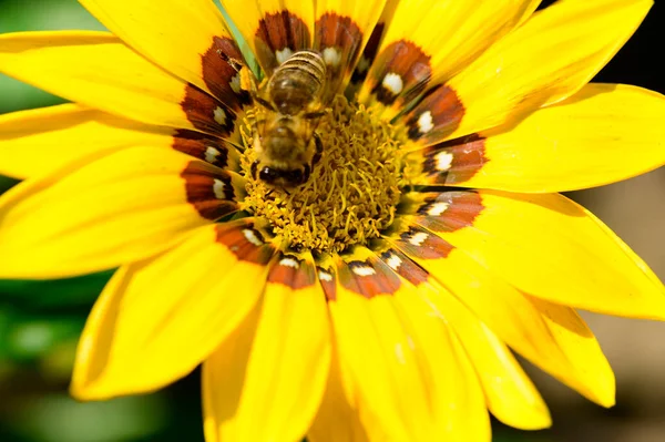 Gestreifte Biene Auf Einer Gelben Blume Garten Nahaufnahme — Stockfoto