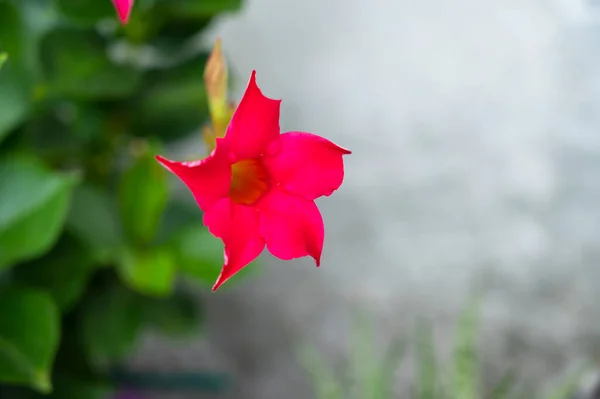 Красива Яскрава Квітка Росте Саду Літній Сонячний День — стокове фото
