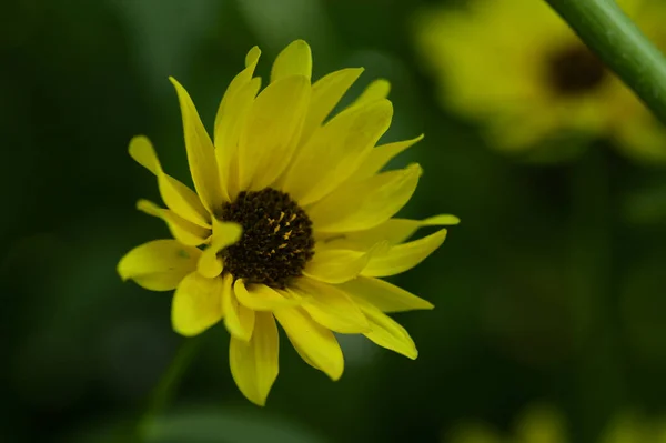 Mooie Heldere Bloem Groeien Tuin Zomer Zonnige Dag — Stockfoto