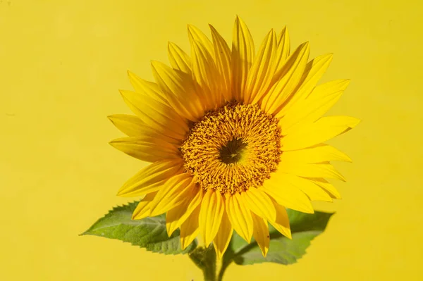 Close Foto Van Zonnebloem Gele Achtergrond — Stockfoto