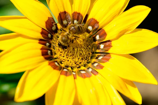 Bahçedeki Sarı Çiçekte Çizgili Arı Yaklaş — Stok fotoğraf