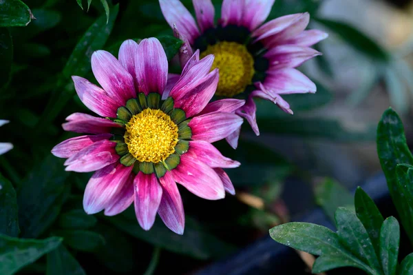 Hermosas Flores Brillantes Que Crecen Jardín Verano Día Soleado — Foto de Stock