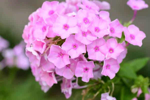 Krásné Jasné Květy Rostoucí Zahradě Létě Slunečný Den — Stock fotografie