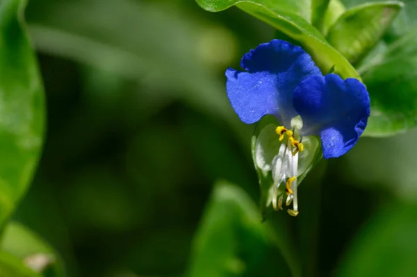 Close Van Mooie Bloeiende Bloem Tuin — Stockfoto